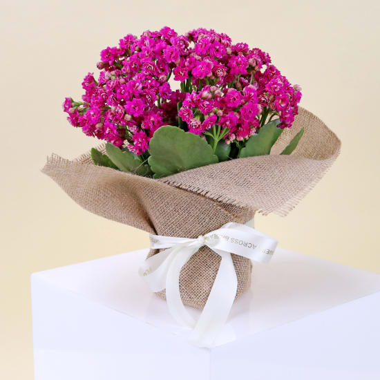 Captivating Kalanchoe Plant - Standard