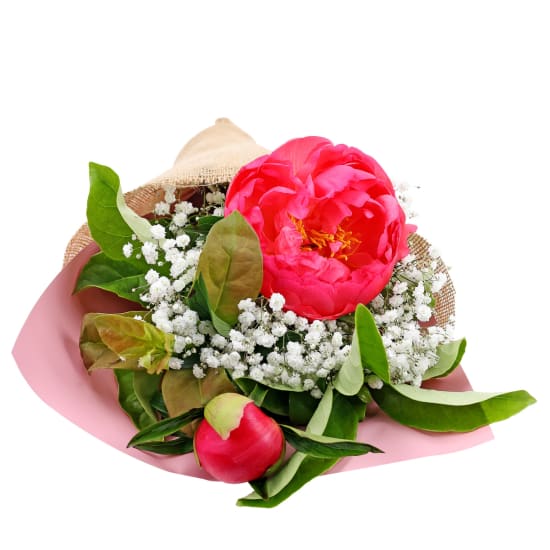 Popping Peonies - Standard