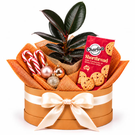 ✨❤️ Christmas Ruby & Sparkle Plant Hamper 🎄🌿 - Standard
