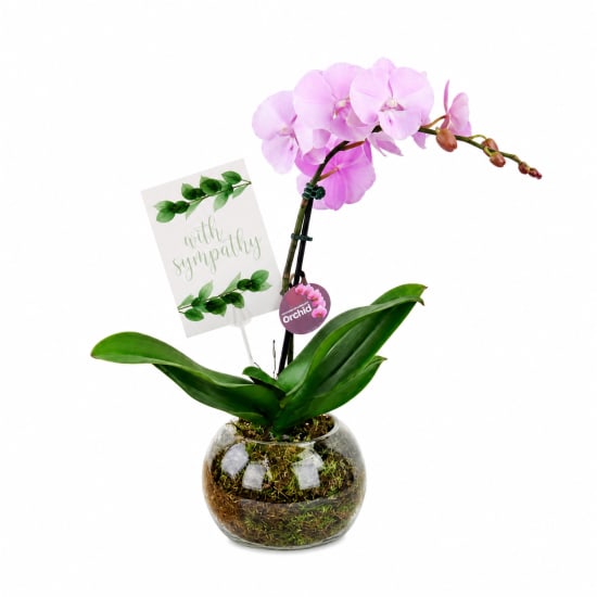 Sympathy Orchid Plant - Standard