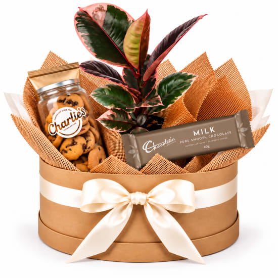 🌿🍫 Ruby Rubber Plant & Sweet Treats Hamper 🍪🌿 - Standard
