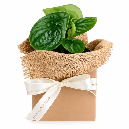 Peperomia Watermelon Plant - Standard