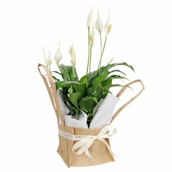 Peace Lily In Hessian Bag  - Standard