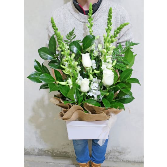 Purr Fection - Standard