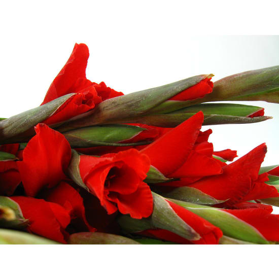 Gladioli Bunch - Standard