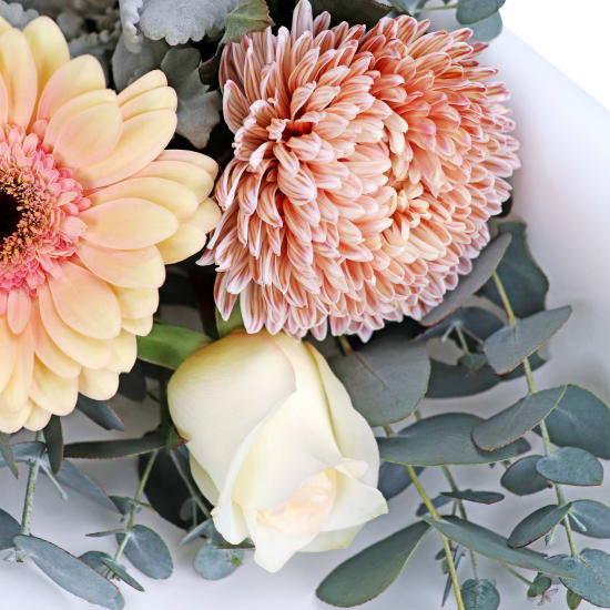 Just Peachy - Standard