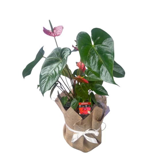 Large Anthurium Plant - Standard