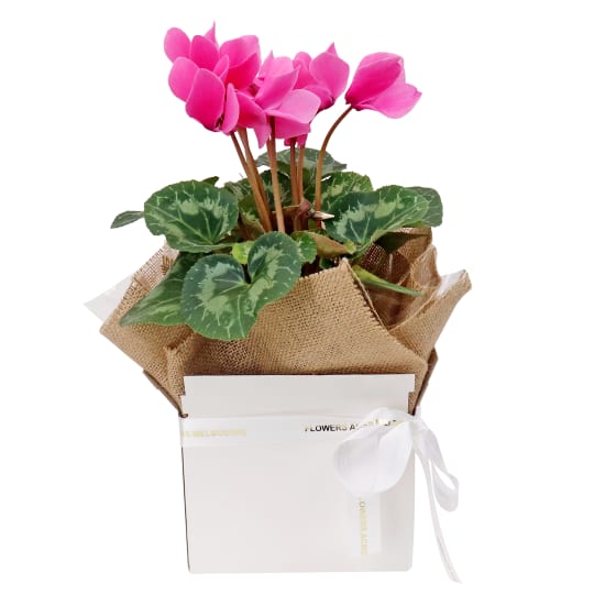 Gift Boxed Medium Cyclamen  - Standard