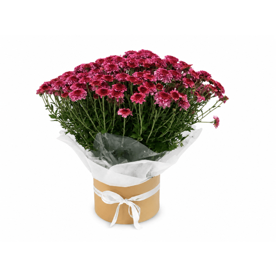 Grand Chrysanthemum Hat Box - Standard
