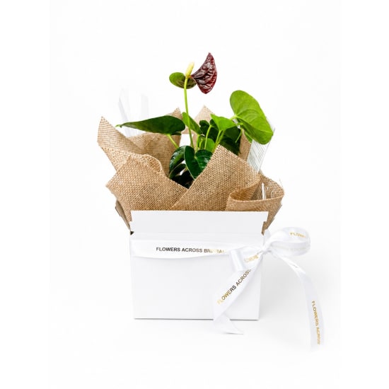 Gift Boxed Anthurium Plant - Standard