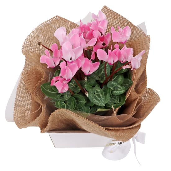 Cyclamen Plant  - Standard