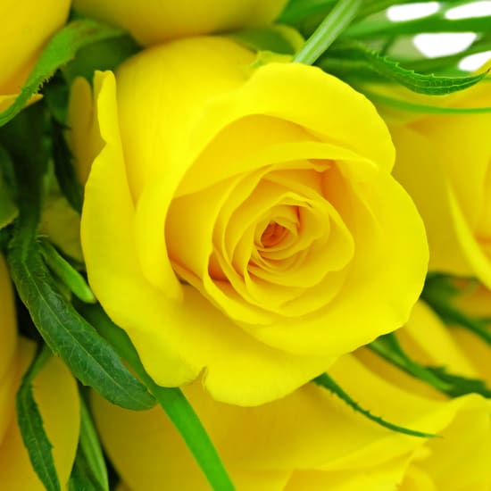 Yellow Rose Bouquet - 12 Roses (One Dozen)