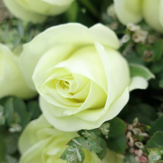 Enchanted Evening Rose Bouquet - Standard