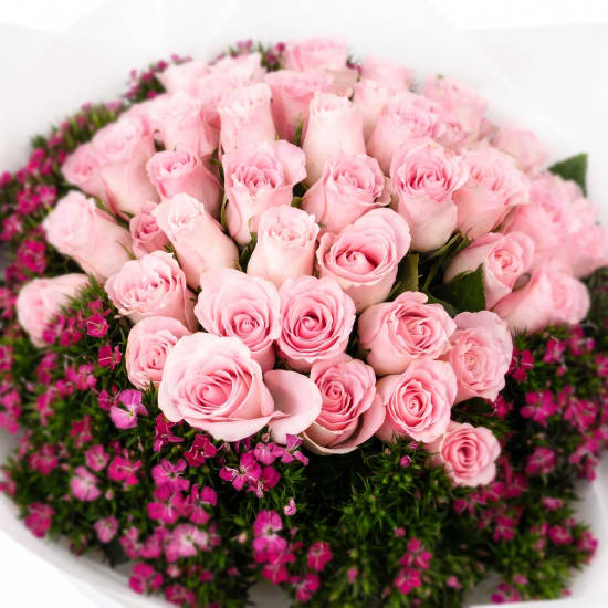 Rose Opulence - Standard