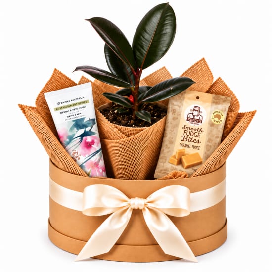 🌿🤎 Ficus & Little Luxuries Plant Hamper 🤎🌿 - Standard