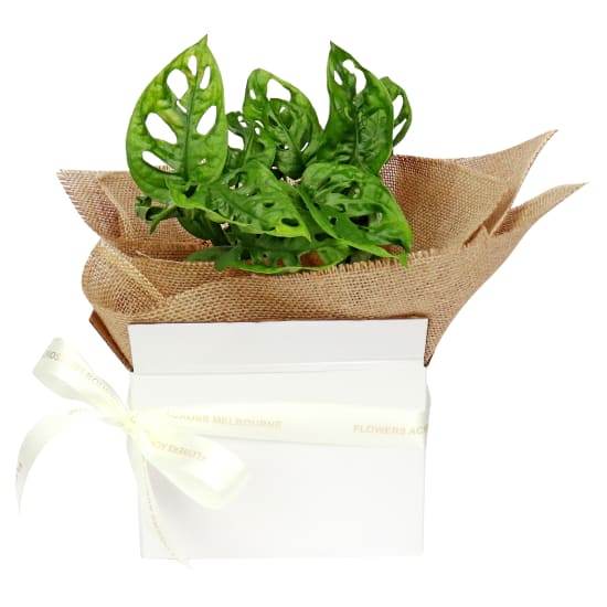  Monstera Friedrichthalii  - Standard