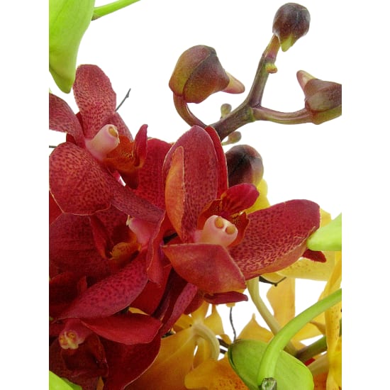 Orchid Garden - Standard