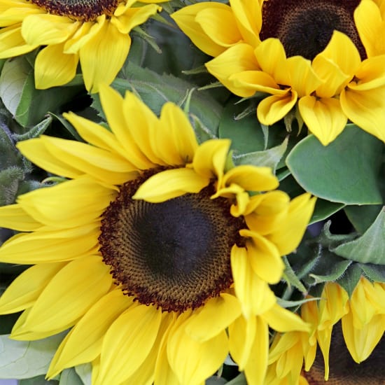 Sunflower Bunch - Standard
