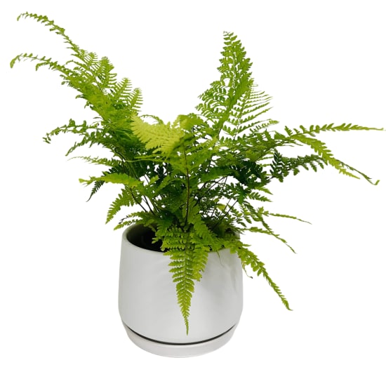 Gristle Fern Plant In Ceramic Pot - Standard