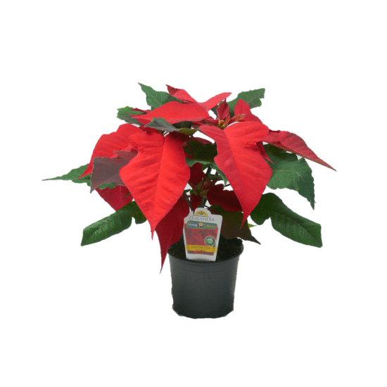 Poinsettia Plant 120 mm X - Standard