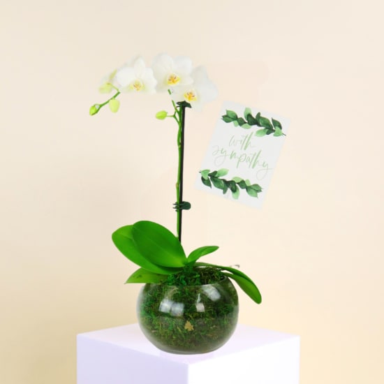 Sympathy Orchid Plant - Standard