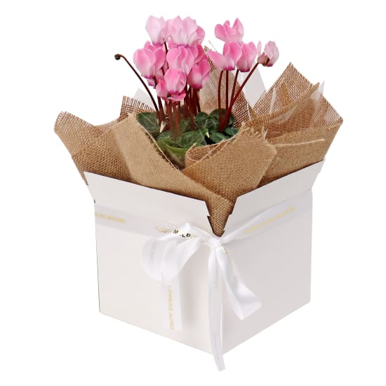 Cyclamen Plant  - Standard