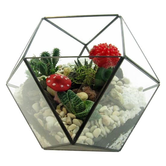 Desert Dreams Terrarium - Standard