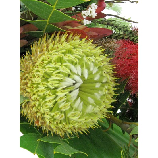 Beauty Lives On Native Casket Cover - Standard