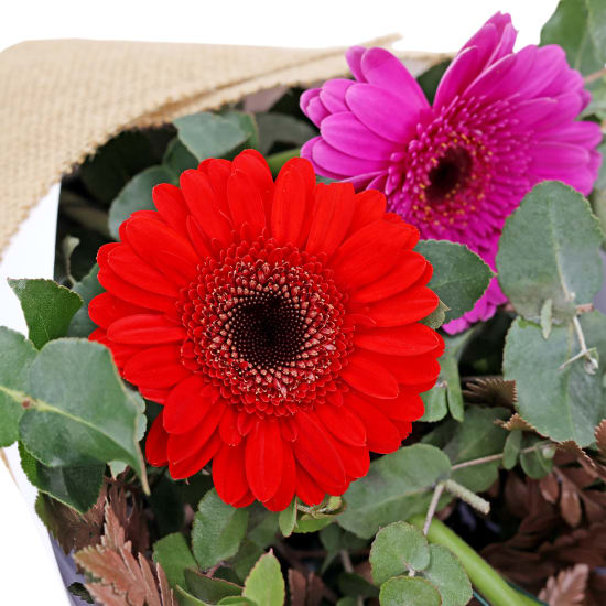 Mini Gerbera Gems Posy - Deluxe