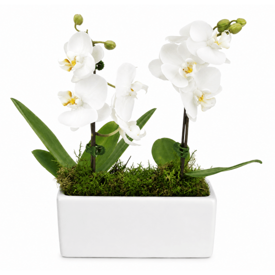 🤍💜 Orchid Elegance Arrangement 💜🤍 - Standard
