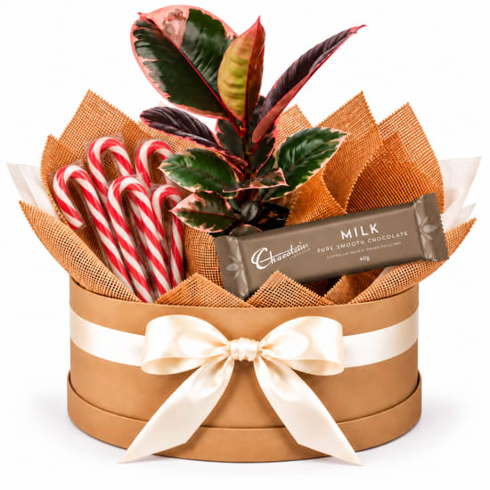 🎄🌿 Christmas Ruby & Sweet Treats Plant Hamper 🍫🍭 - Standard