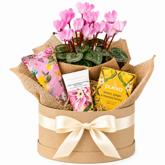 🌸💗 Pretty In Pink Plant Hamper 💗🌸 - Standard