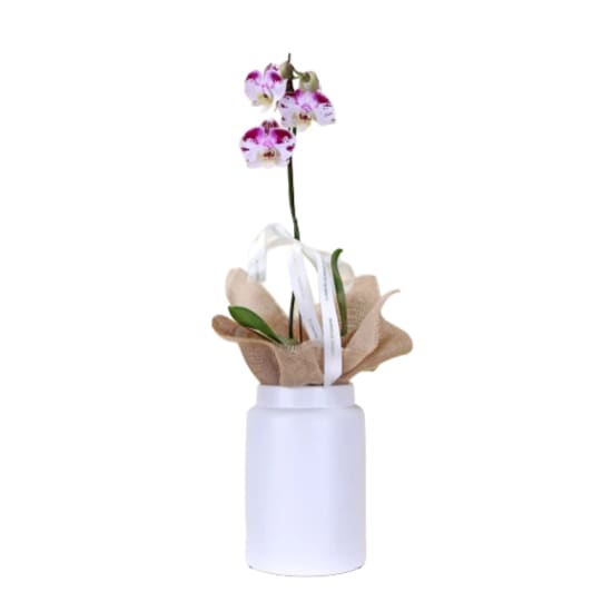 Elegant Phalaenopsis Orchid In Pot - Standard