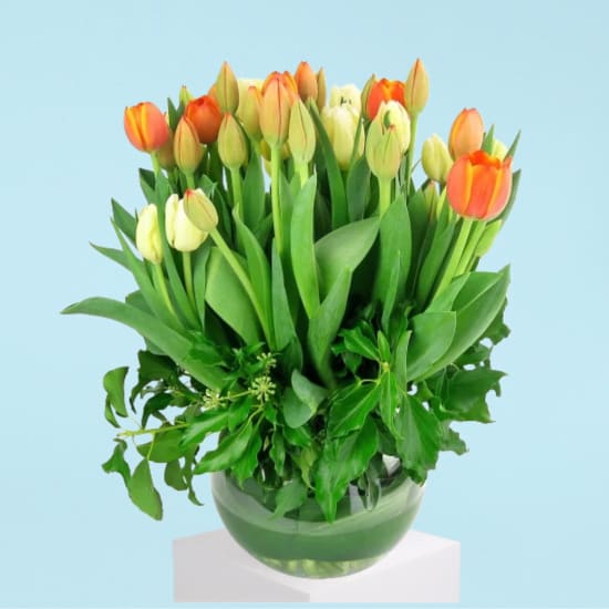 Amsterdam Glass Fish Bowl Tulip Arrangement - Standard