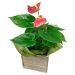 Alluring Anthurium Plant 