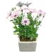 African Daisy In Ceramic Pot