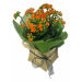 Orange Kalanchoe