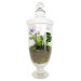 Genie In A Bottle Terrarium