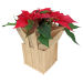 Xmas Poinsettia