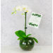 Sympathy Orchid Plant 