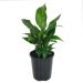 Peace Lily Plant 140 mm 