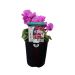 Potted Cyclamen Plant 130mm 