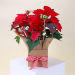 Rosetta the Poinsettia