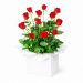 Red Rose Presentation Box