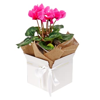 Gift Boxed Medium Cyclamen