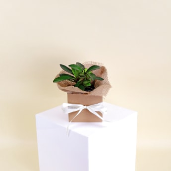 Peperomia Red Edge