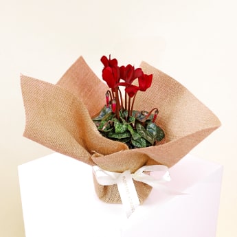 Medium Cyclamen