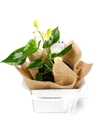 Gift Boxed Anthurium Plant