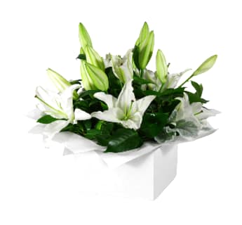 Pure Elegance White Lily Flower Box