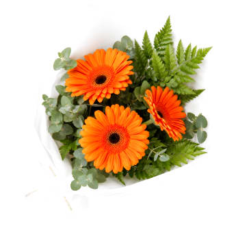 Gerbera Gems Posy